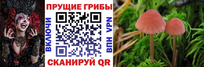 Купить  Заозёрск  Псилоцибиновые грибы Cubensis 